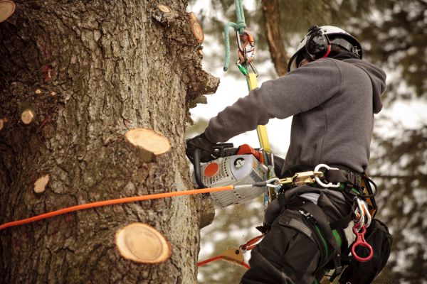 Apple Tree Removal