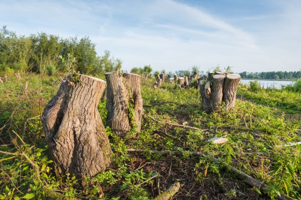 Tree Care And Removal