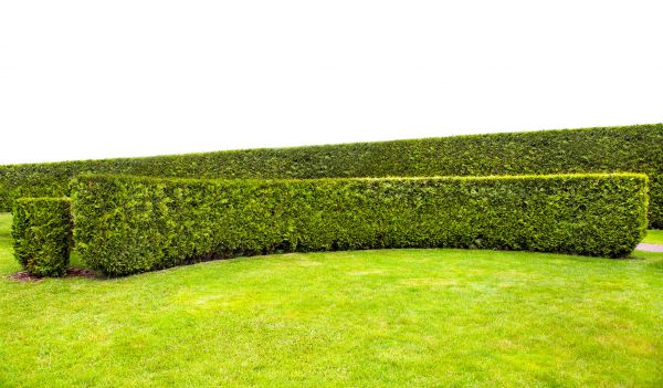Arborvitae Hedge Trimming