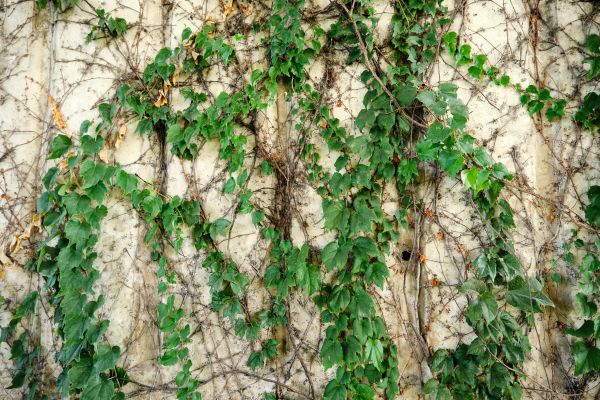 Grapevine Pruning