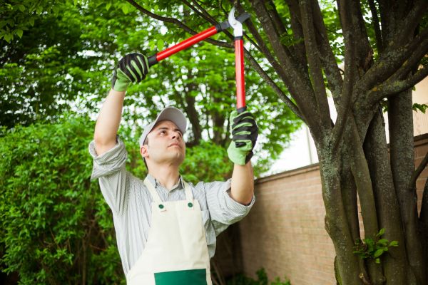 Commercial Shrub Maintenance
