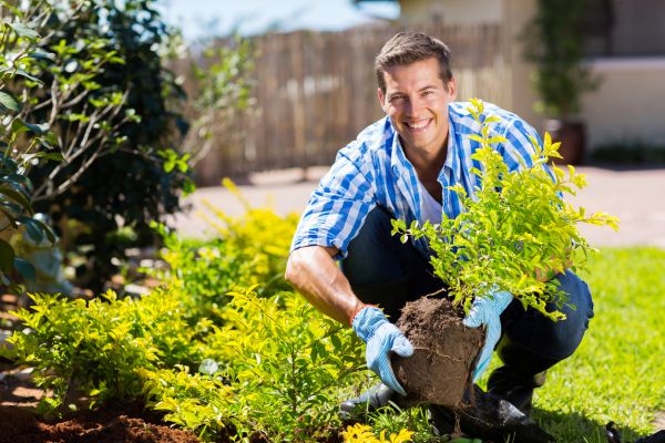 Shrub Reinstallation - Shrub Reinstallation El Paso, Texas