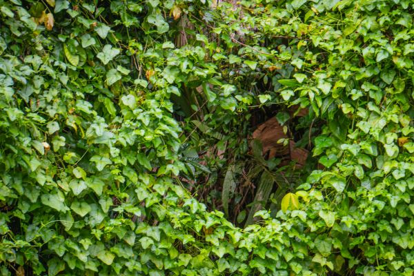 Kudzu Eradication