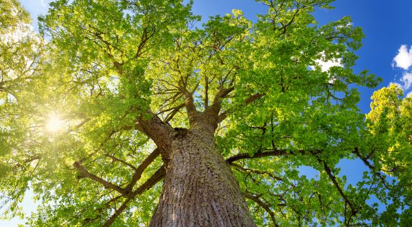 Tall Tree Removal - Tall Tree Removal Bentonville, Arkansas