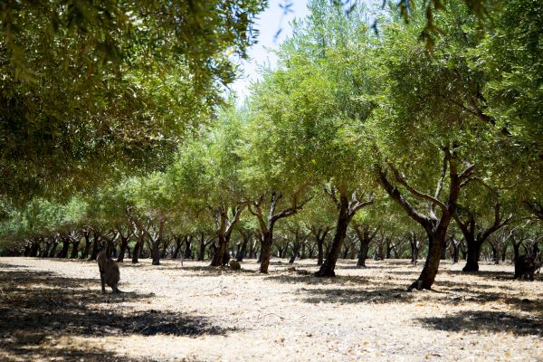 Olive Tree Pruning