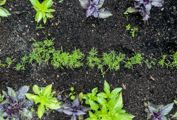 Arborvitae Planting