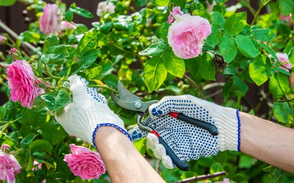 Bush Removal