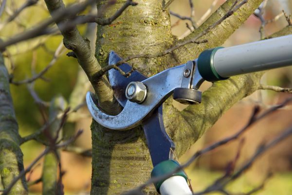 Tree Leveling
