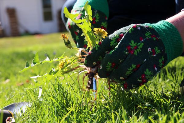 Weed Clearing - Weed Clearing Concord, North Carolina