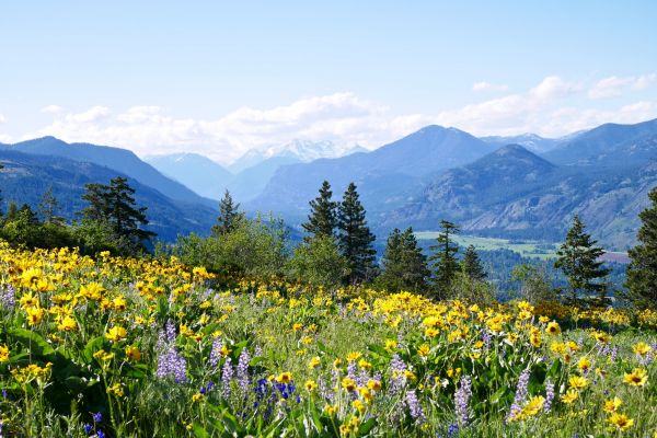 Meadow Landscaping