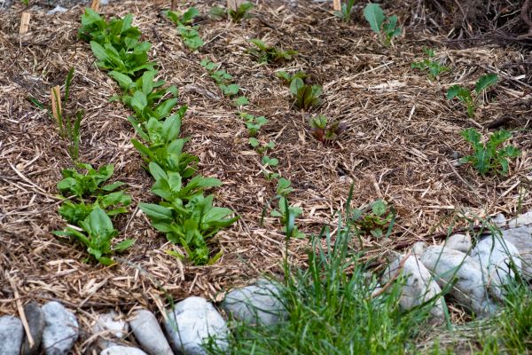 Mulch Service - Mulch Service Summerville, South Carolina