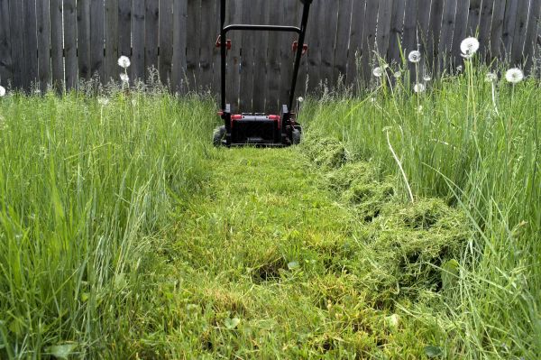 Weeds Mowing