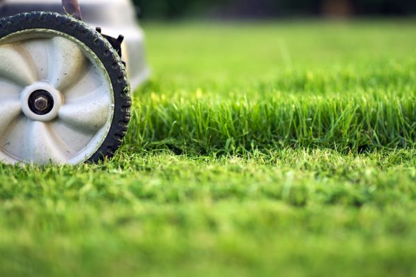 Regular Mowing - Regular Mowing Las Vegas, Nevada