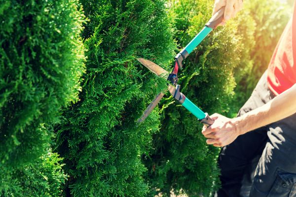 Hedges Removal - Hedges Removal Tulsa, Oklahoma