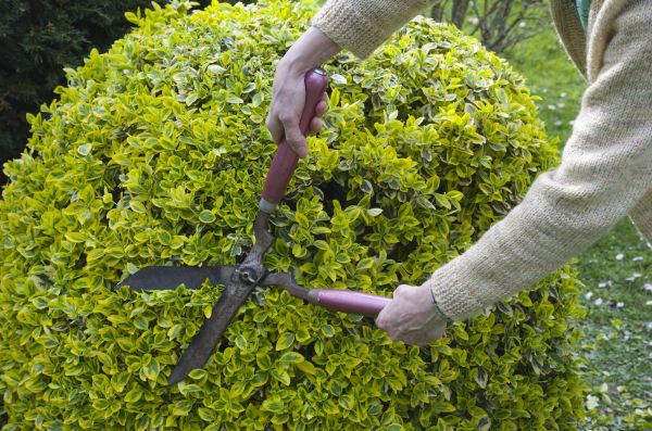 Shrub Landscaping