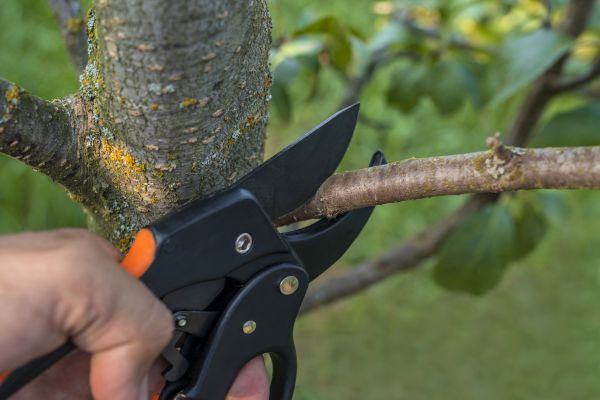Tree Chipping