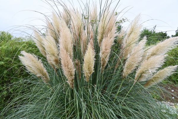 Pampas Grass Removal - Pampas Grass Removal Houston, Texas
