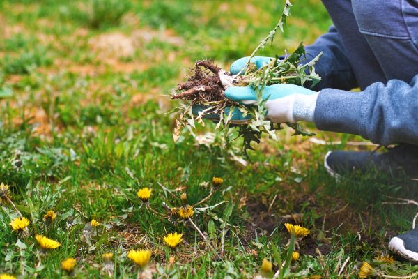 Flower Bed Clearing