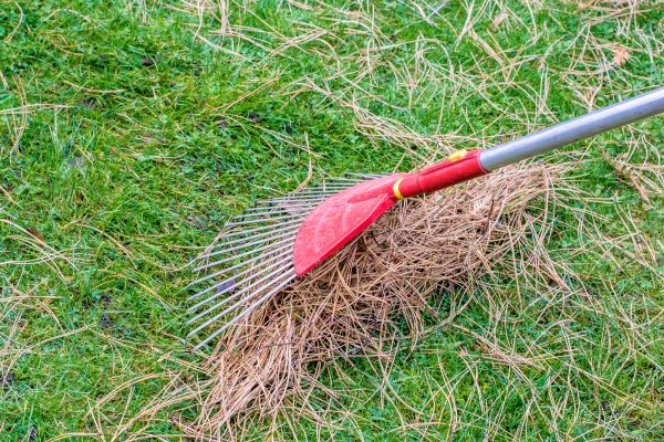 Pine Needle Raking - Pine Needle Raking Gastonia, North Carolina