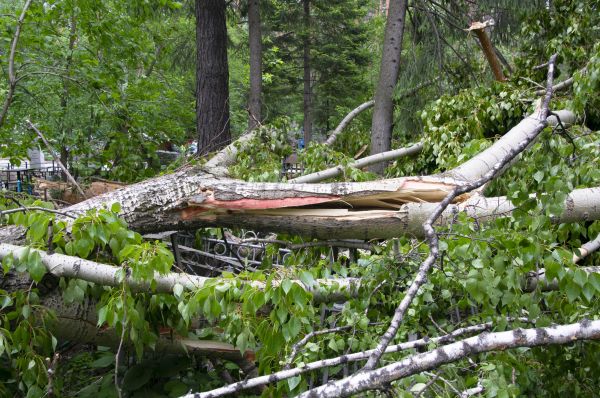 Birch Tree Removal