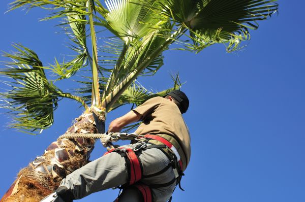 Palm Trees Trimming