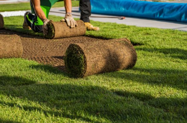 Backyard Sodding