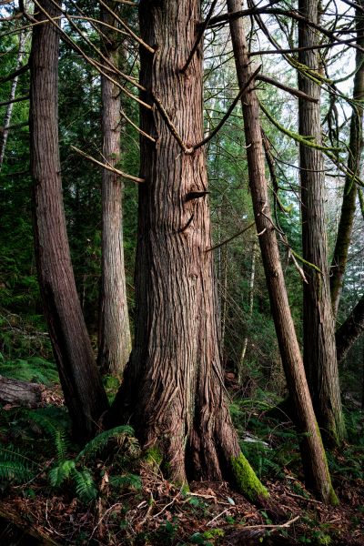 Cedar Tree Removal