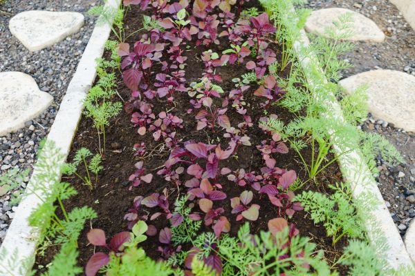 Flower Bed Curbing - Flower Bed Curbing Tyler, Texas