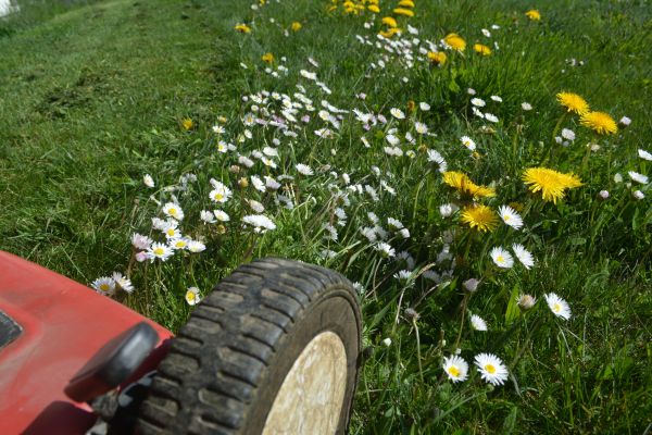 Weed Mowing