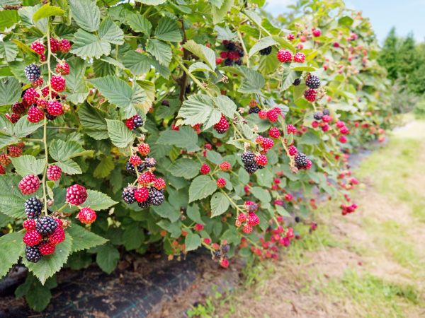 Blackberry Bushes Removal