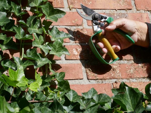 Poison Ivy Mitigation