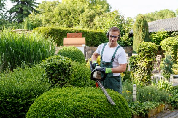 Shrubs Trimming