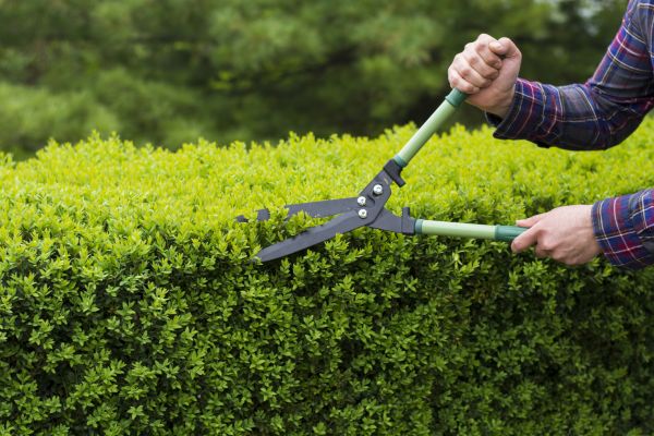 Bushes Trimming