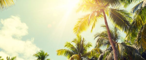Palm Tree Care Service - Palm Tree Care Service Sanford, Florida