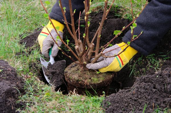 Plant Transplantation