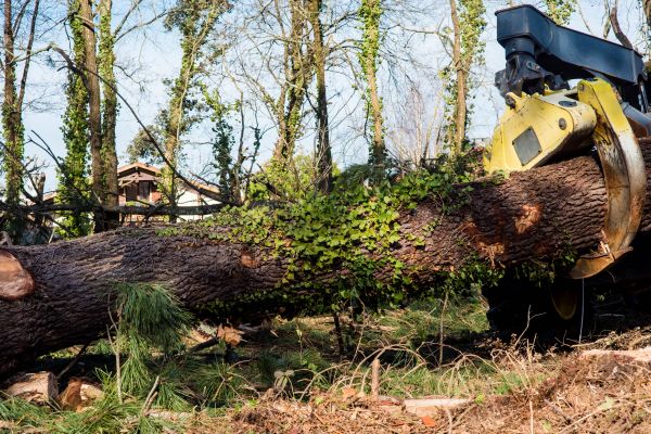 Big Tree Service