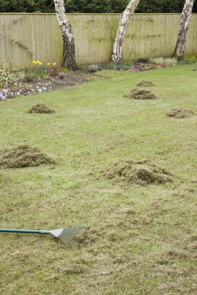 Turf Dethatching