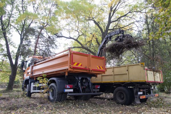 Forest Debris Removal