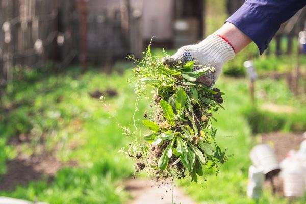 Ground Cover Removal Service
