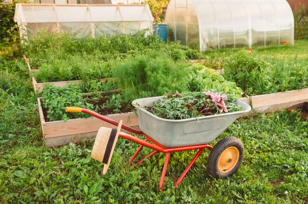 Bed Weeding