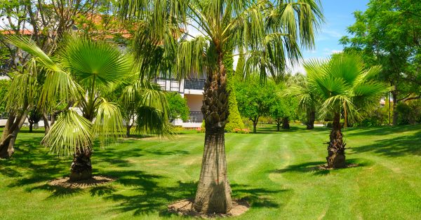 Palm Tree Shaping - Palm Tree Shaping Cape Coral, Florida