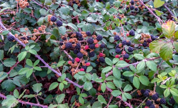 Blackberry Bush Maintenance