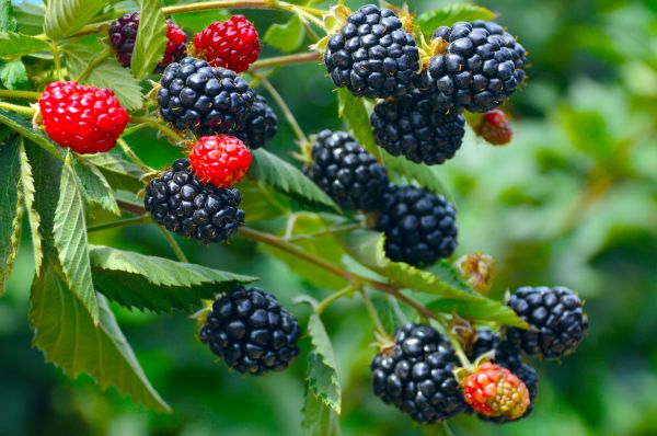 Blackberry Plant Pruning