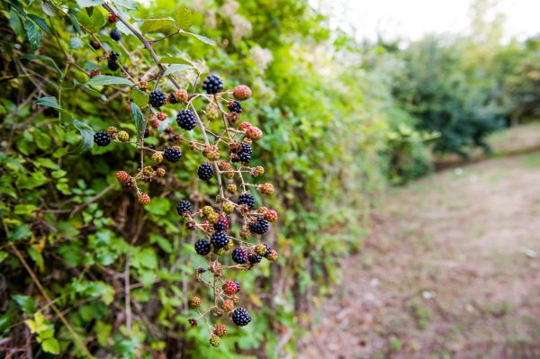 Blackberry Bush Pruning