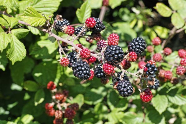 Blackberry Trimming Service - Blackberry Trimming Service Keller, Texas