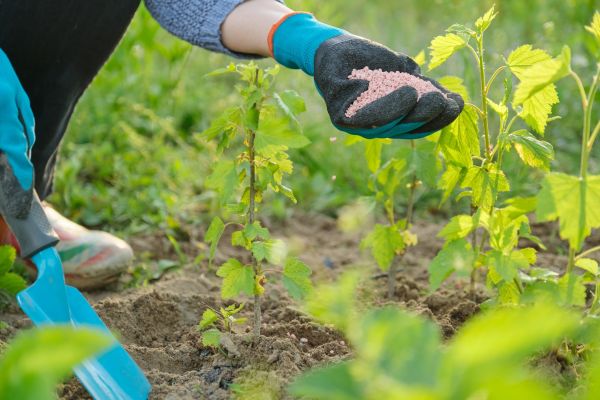 Garden Fertilizing Service