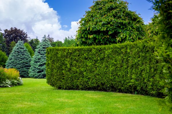 Hedge Landscaping - Hedge Landscaping Katy, Texas