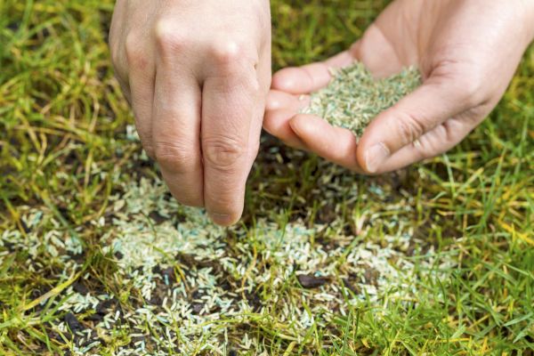 Residential Grass Seeding