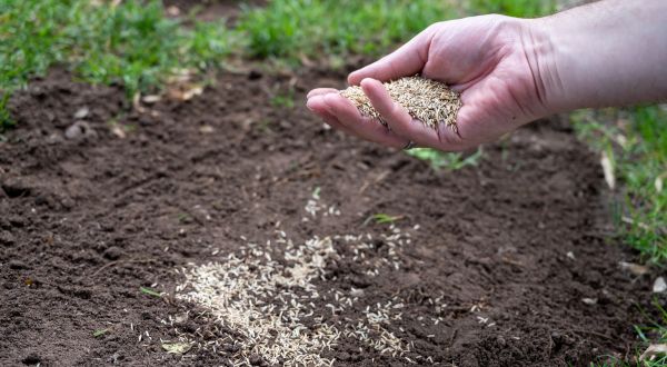 Residential Lawn Seeding
