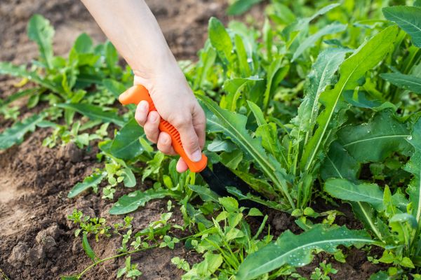 Ground Weed Control